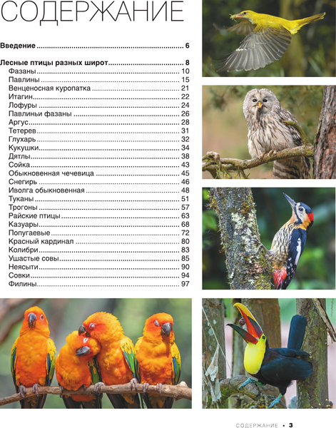 Изображение товара Энциклопедия АСТ Большая книга о птицах. 1001 фотография, твердая обложка (Папуниди Елена)