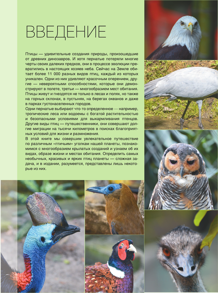 Изображение товара Энциклопедия АСТ Большая книга о птицах. 1001 фотография, твердая обложка (Папуниди Елена)