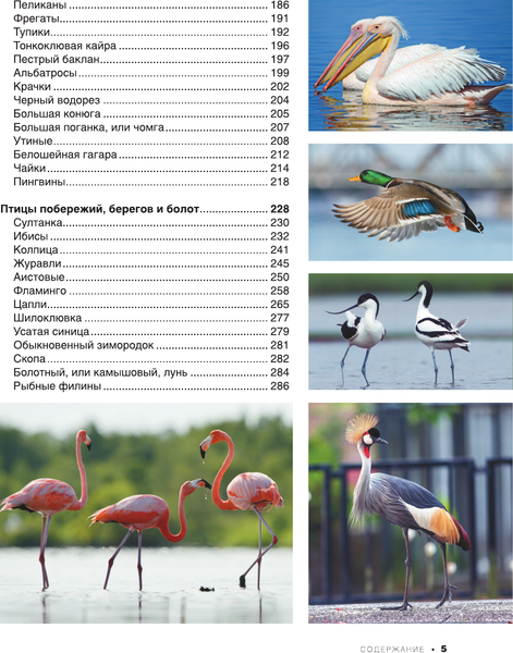 Изображение товара Энциклопедия АСТ Большая книга о птицах. 1001 фотография, твердая обложка (Папуниди Елена)