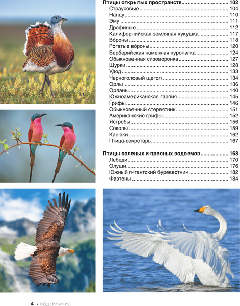 Изображение товара Энциклопедия АСТ Большая книга о птицах. 1001 фотография, твердая обложка (Папуниди Елена)