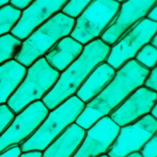 Изображение товара Микроскоп цифровой Микмед WiFi 2000X 5.0 / 28972