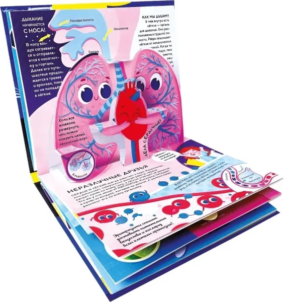 Изображение товара Книжка-панорамка Malamalama Почемучка. Анатомия, твердая обложка