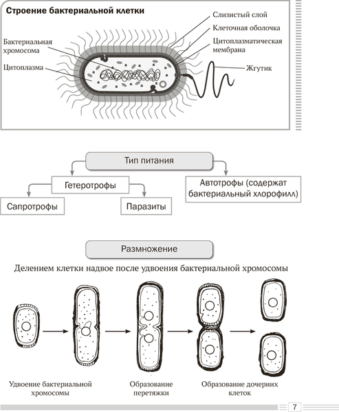 Изображение товара Учебное пособие Аверсэв Биология. 7 класс. Опорные конспекты 2025, мягкая обложка (Лисов Николай)