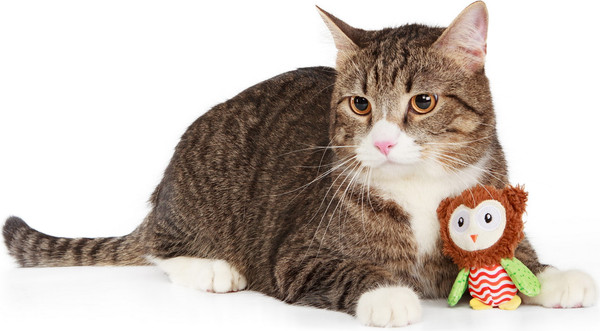 Изображение товара Игрушка для кошек ZooZooZoo Испуганная Сова 39051/ZZ