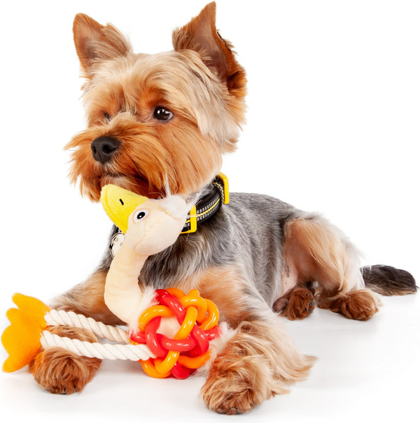 Изображение товара Игрушка для собак ZooZooZoo Страус Мини 39027/ZZ (бежевый/оранжевый)