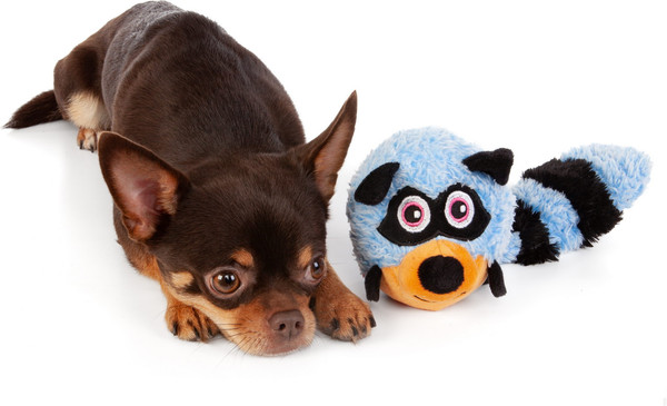 Изображение товара Игрушка для собак ZooZooZoo Енот 39152/ZZ (голубой)