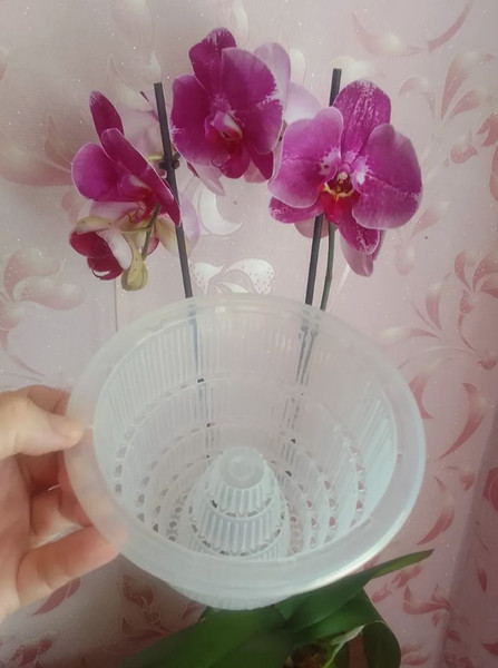 Изображение товара Вазон BOTANICA Mesh для орхидей (2л, 17.5x15.5см)