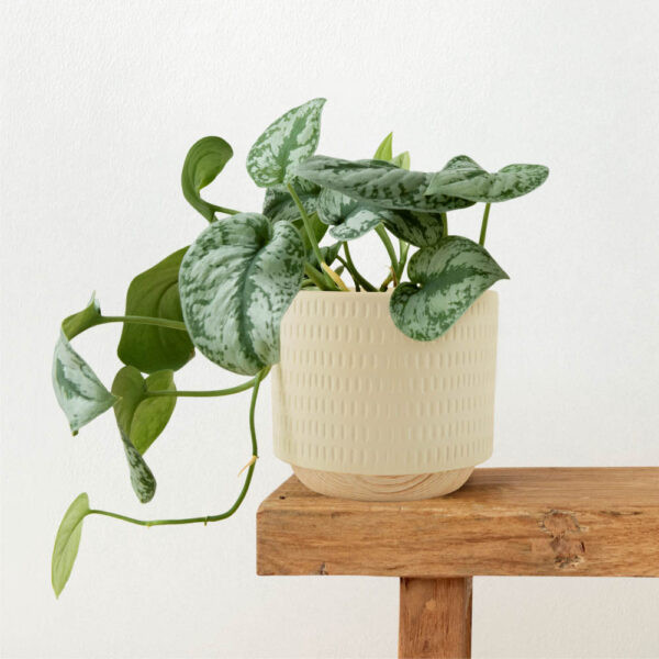 Изображение товара Кашпо Mandarin Decor Често / P18C23104B-12milk (молочный)