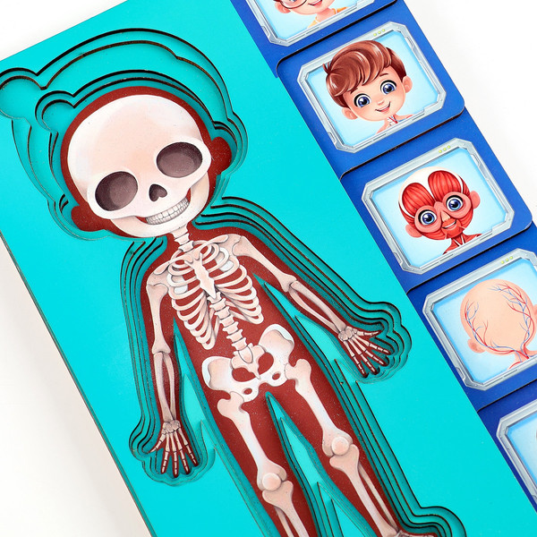 Изображение товара Развивающий игровой набор Лесная мастерская Тело человека / 10326645