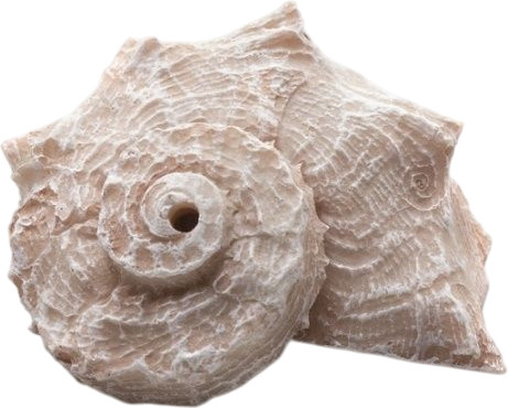 Изображение товара Декорация для аквариума Prime Ракушка Рапан / PR-LH165L