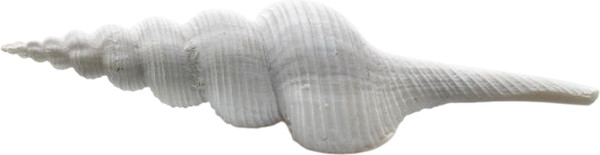 Изображение товара Декорация для аквариума Prime Ракушка спиральная большая / PR-LH168