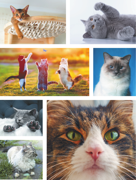 Изображение товара Энциклопедия АСТ Кошки, твердая обложка (Смирнов Дмитрий, Спектор Анна)