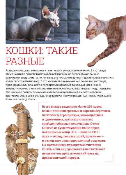 Изображение товара Энциклопедия АСТ Кошки, твердая обложка (Смирнов Дмитрий, Спектор Анна)