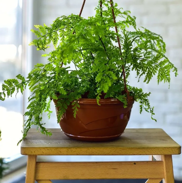 Изображение товара Кашпо 5 Plast Венеция подвесной D28.5 (6л, терракот)