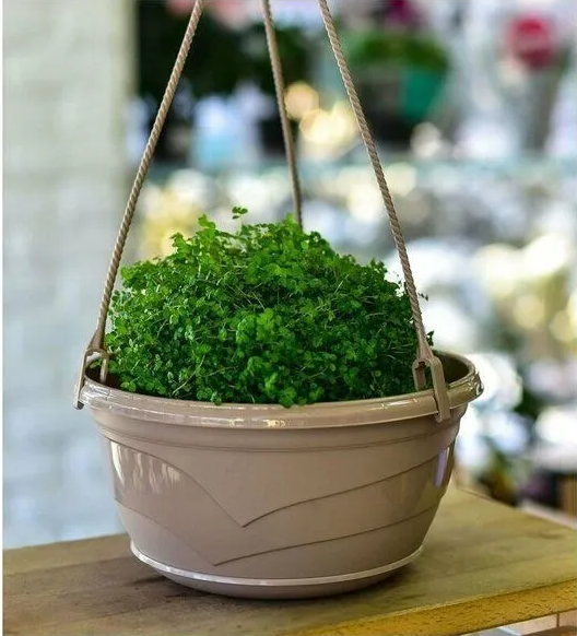 Изображение товара Кашпо 5 Plast Венеция подвесной D25.5 (4л, фраппе)