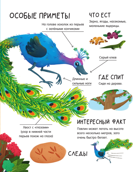 Изображение товара Энциклопедия АСТ Животные на ферме, твердая обложка (Цоппи Лоретта)