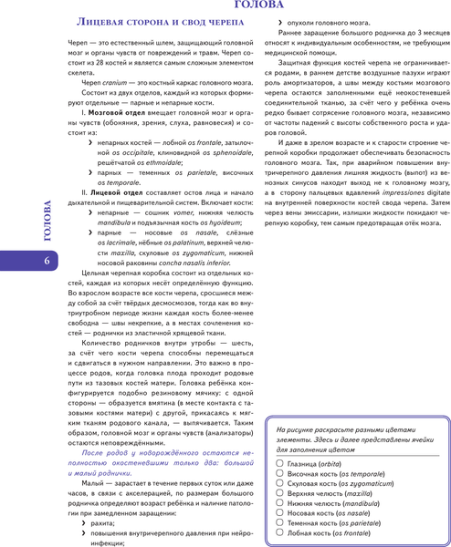 Изображение товара Раскраска-антистресс АСТ Анатомия Абрахамса, твердая обложка