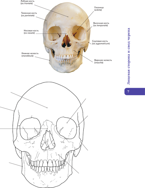 Изображение товара Раскраска-антистресс АСТ Анатомия Абрахамса, твердая обложка