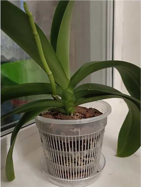 Изображение товара Вазон BOTANICA для орхидей сетчатый 14x12см (прозрачный)