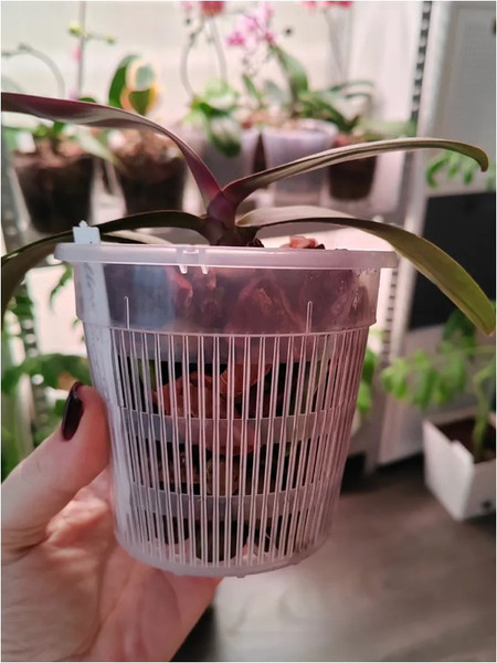 Изображение товара Вазон BOTANICA для орхидей сетчатый 14x12см (прозрачный)