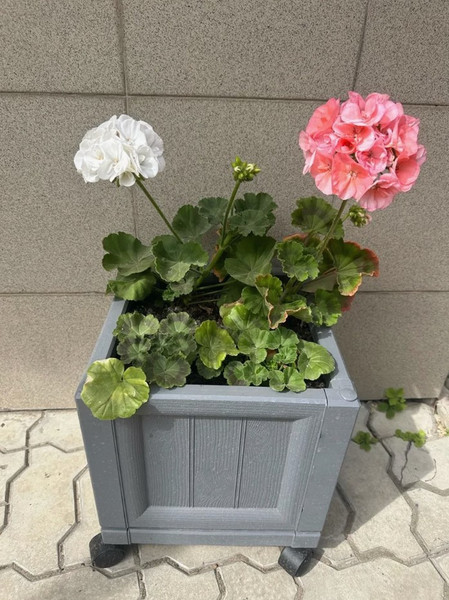 Изображение товара Вазон BOTANICA 30x30x28.5 на колесах