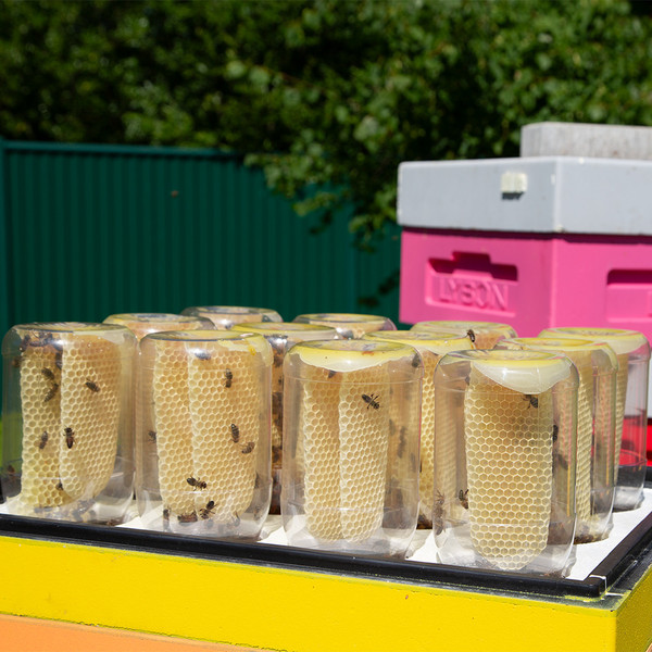 Изображение товара Подкрышник для улья Lyson Многофункциональный Для 10-рамочного улья 520x450 / W102120 (желтый)