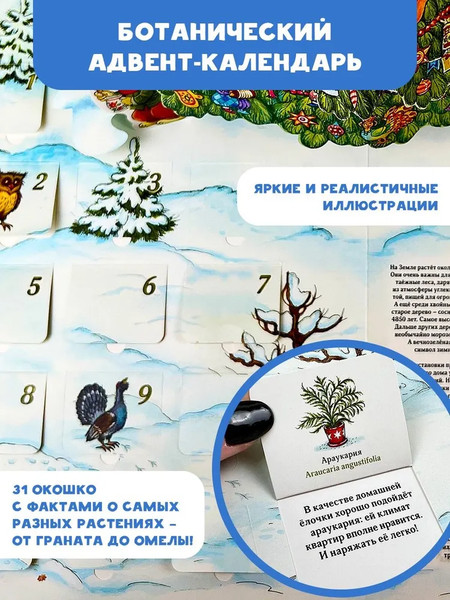 Изображение товара Книга адвент-календарь АСТ Адвент-календарь. Новогодняя ботаника: прогулка по зимнему лесу (Дудова Ксения)