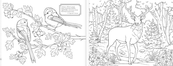 Изображение товара Раскраска АСТ Мир вокруг, мягкая обложка