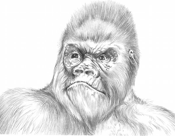 Изображение товара Энциклопедия АСТ Основы рисования животных. Более 50 проектов, твердая обложка