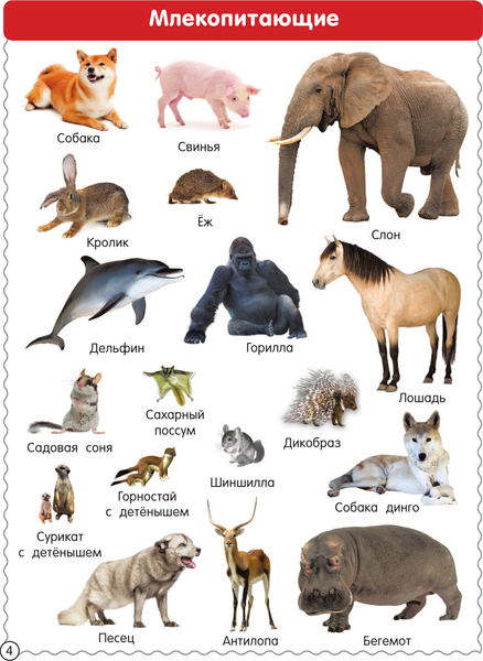 Изображение товара Энциклопедия АСТ Первая иллюстрированная энциклопедия для детей, твердая обложка (Дмитриева Валентина)