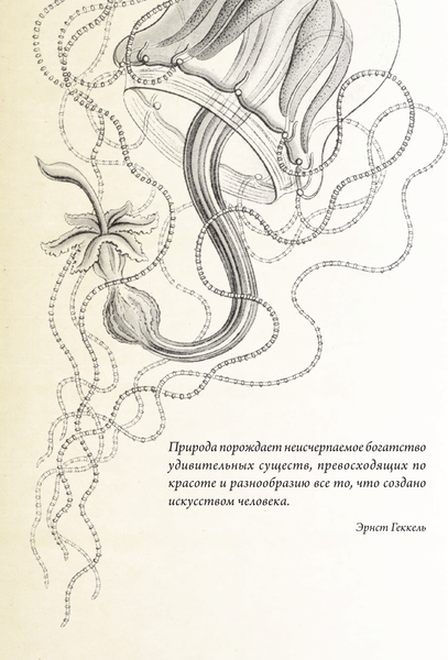 Изображение товара Книга АСТ Красота форм в природе. Альбом старинных иллюстраций (Геккель Эрнст, мягкая обложка)