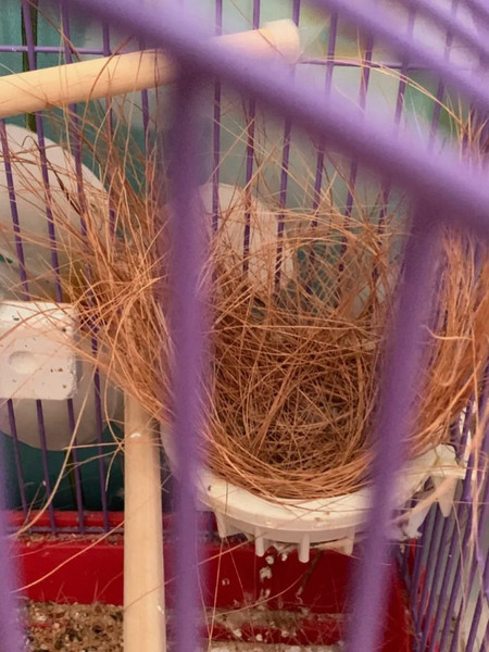 Изображение товара Субстрат BOTANICA Пучок кокосового волокна