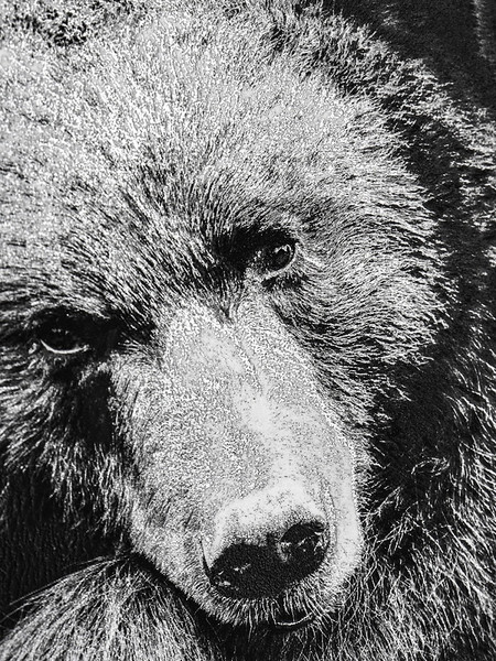 Изображение товара Тетрадь предметная Проф-Пресс Русский Язык Blacksoft / 48-1743 (48л, линейка)