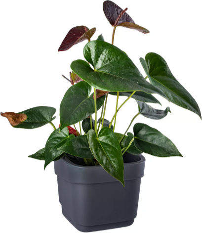 Изображение товара Кашпо Полимербыт Hills 4397605 (серый)