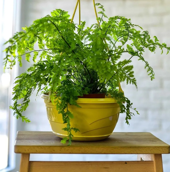 Изображение товара Держатель для кашпо 5 Plast L45 (фисташка)