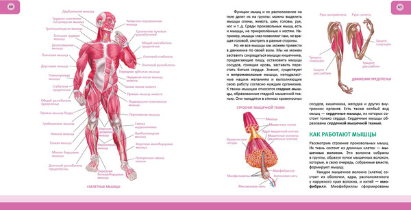 Изображение товара Энциклопедия Эксмо Человек. Полная энциклопедия, твердая обложка (Школьник Юлия)
