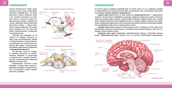 Изображение товара Энциклопедия Эксмо Человек. Полная энциклопедия, твердая обложка (Школьник Юлия)