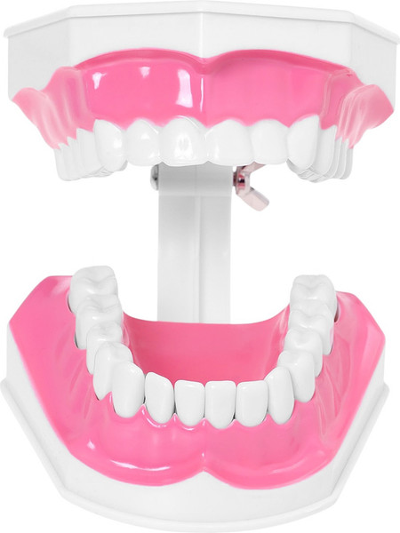 Изображение товара Научная игра Эврики Анатомия. Челюсть человека / 10726348