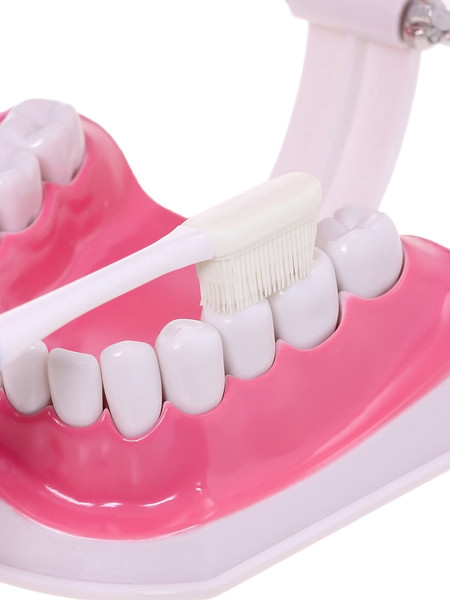 Изображение товара Научная игра Эврики Анатомия. Челюсть человека / 10726348