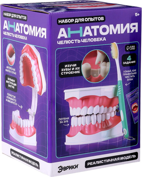 Изображение товара Научная игра Эврики Анатомия. Челюсть человека / 10726348