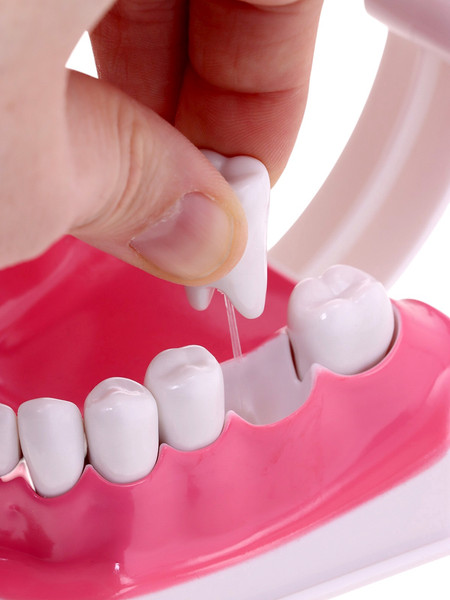 Изображение товара Научная игра Эврики Анатомия. Челюсть человека / 10726348