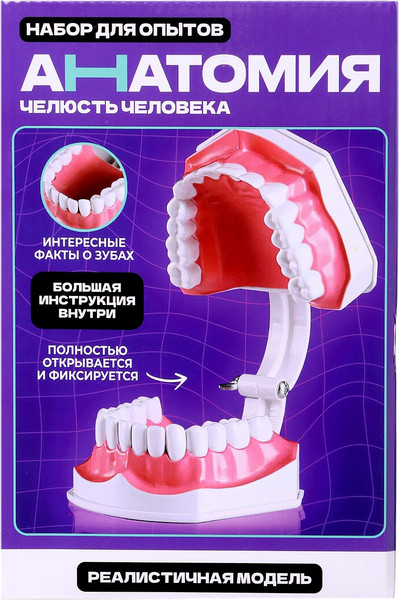 Изображение товара Научная игра Эврики Анатомия. Челюсть человека / 10726348