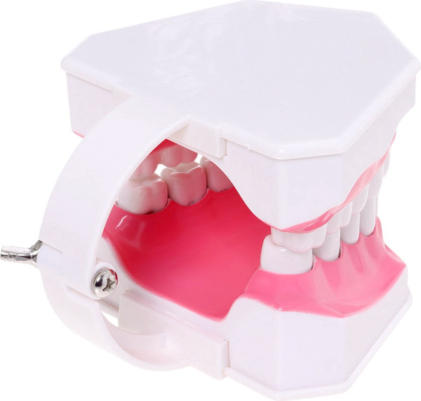 Изображение товара Научная игра Эврики Анатомия. Челюсть человека / 10726348