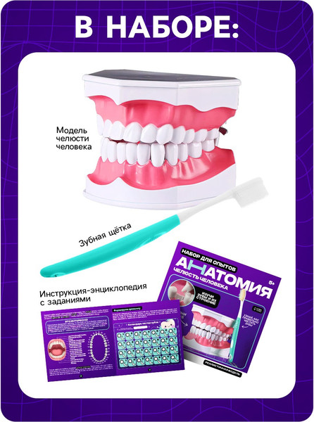 Изображение товара Научная игра Эврики Анатомия. Челюсть человека / 10726348