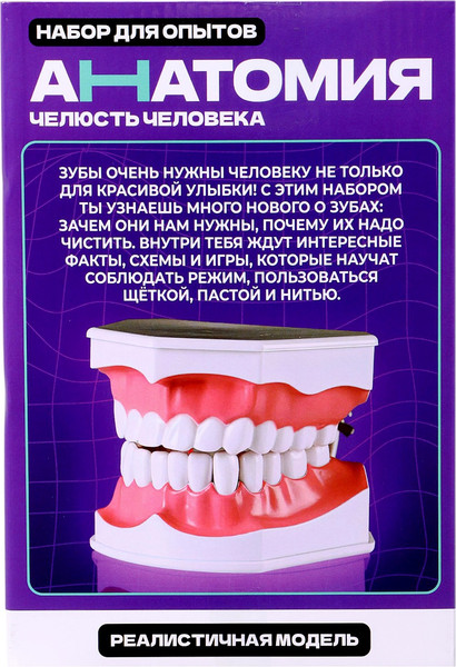 Изображение товара Научная игра Эврики Анатомия. Челюсть человека / 10726348