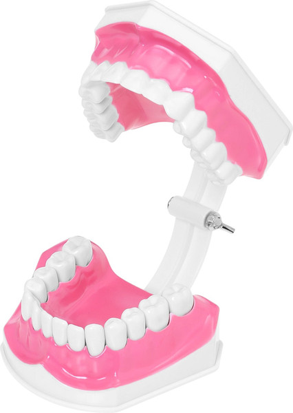 Изображение товара Научная игра Эврики Анатомия. Челюсть человека / 10726348