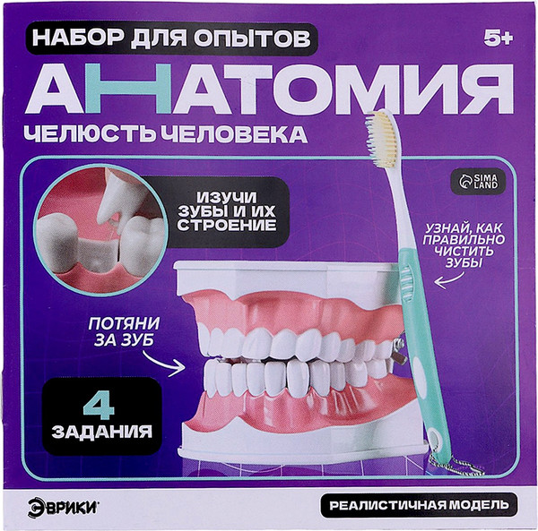 Изображение товара Научная игра Эврики Анатомия. Челюсть человека / 10726348