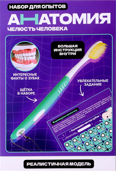 Изображение товара Научная игра Эврики Анатомия. Челюсть человека / 10726348