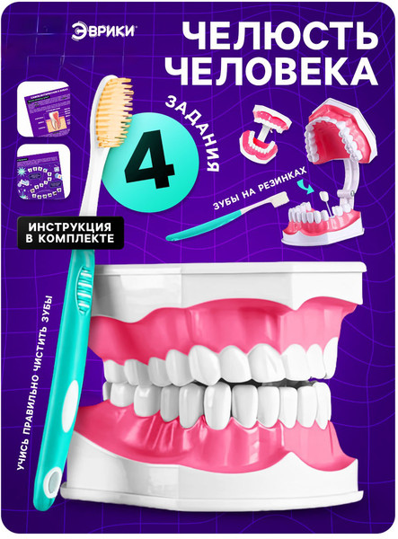 Изображение товара Научная игра Эврики Анатомия. Челюсть человека / 10726348