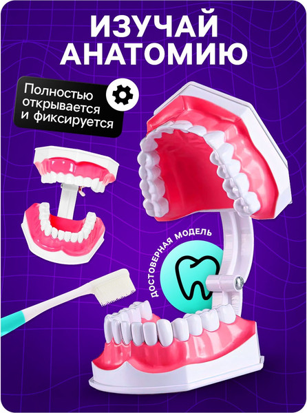 Изображение товара Научная игра Эврики Анатомия. Челюсть человека / 10726348